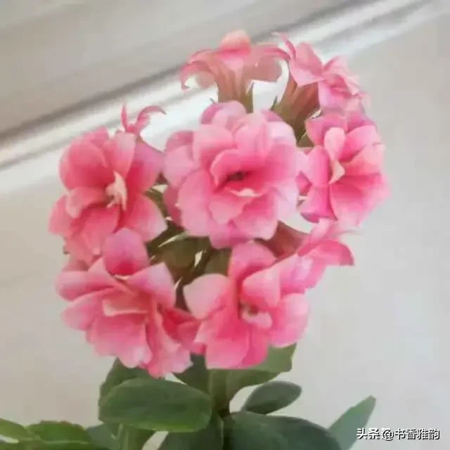 好久没回新家了，家里阳台上的花老公说他浇水了就不要我问了,昨天下午我去收拾新家