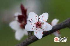 咸池星是什么，咸池星解释