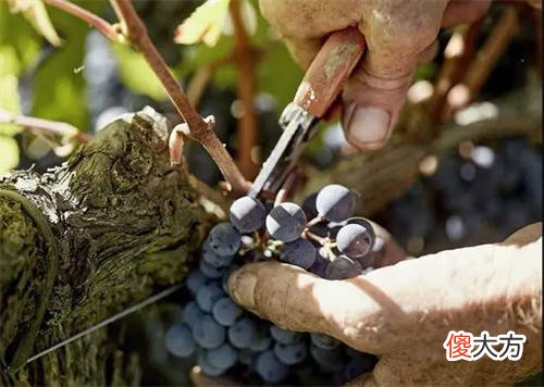 什么红酒好喝一点价格实惠的 什么品牌的红酒最好喝又有香味