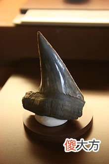 与恐龙同时代的海洋杀手，沧龙也是它的攻击目标