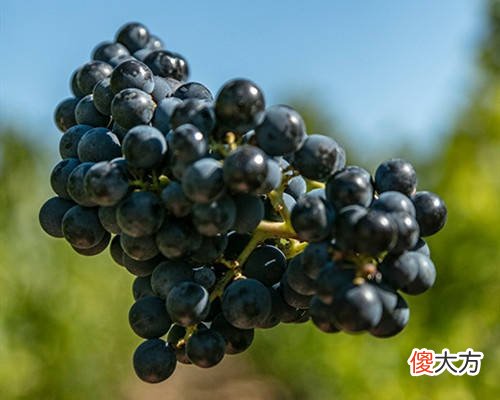 喝刚酿好的葡萄酒眼睛怎么充血了 葡萄酒为什么会流眼泪