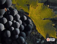 教皇新堡的葡萄酒怎么样 教皇新堡帝欧乐干红葡萄酒多少钱