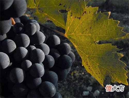 教皇新堡的葡萄酒怎么样 教皇新堡帝欧乐干红葡萄酒多少钱