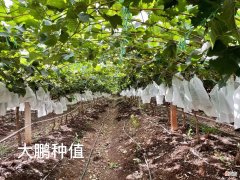 你不知道的#进口水果# 哪些水果是进口水果