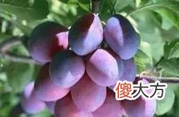 你不知道的#进口水果# 哪些水果是进口水果