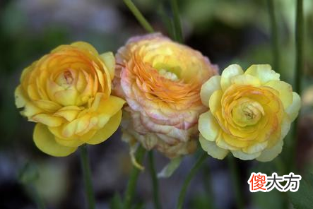 芹叶牡丹怎么养 芹叶牡丹怎样养