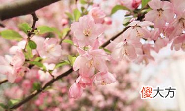 什么是八字桃花？