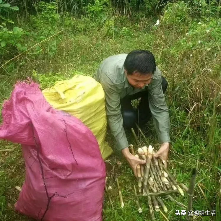 春雨过后，藏在土下的春笋成了一心的期盼,待它们一颗颗冒出头来，身姿娇美