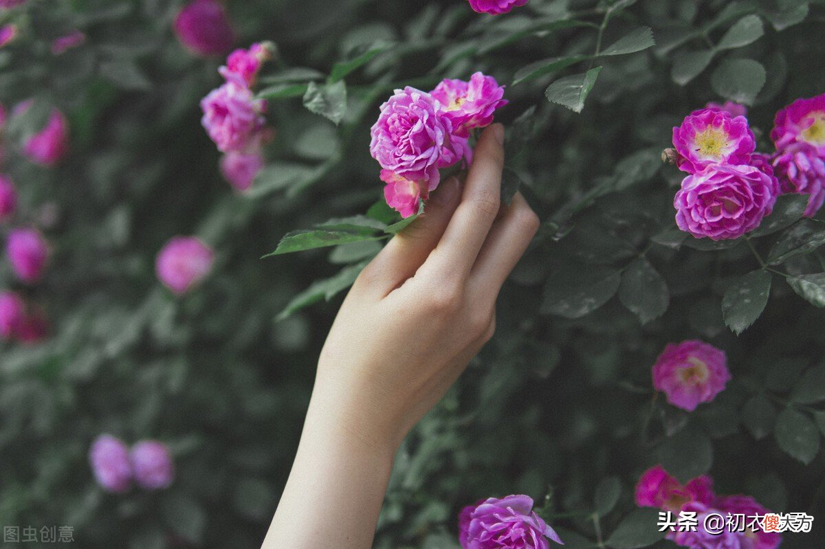 晚春清丽蔷薇美词五首赏析：蔷薇折，一怀秀影花和月