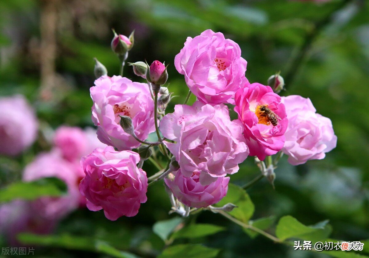 晚春清丽蔷薇美词五首赏析：蔷薇折，一怀秀影花和月