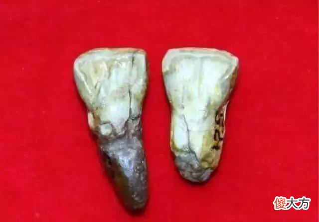 【历史故事】专家在云南找了60多年，偶然发现两颗牙齿，被写在历史教科书首