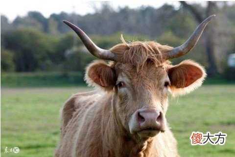 命理看0个斗的男人什么命