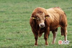 男人十指无斗什么命走向