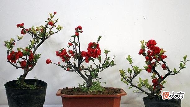海棠花养不好 海棠花不好吗