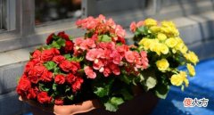 海棠花养不好 海棠花不好吗
