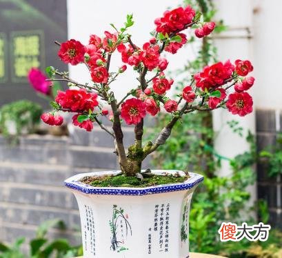 海棠花养不好 海棠花不好吗