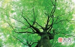 甲木生辰月
