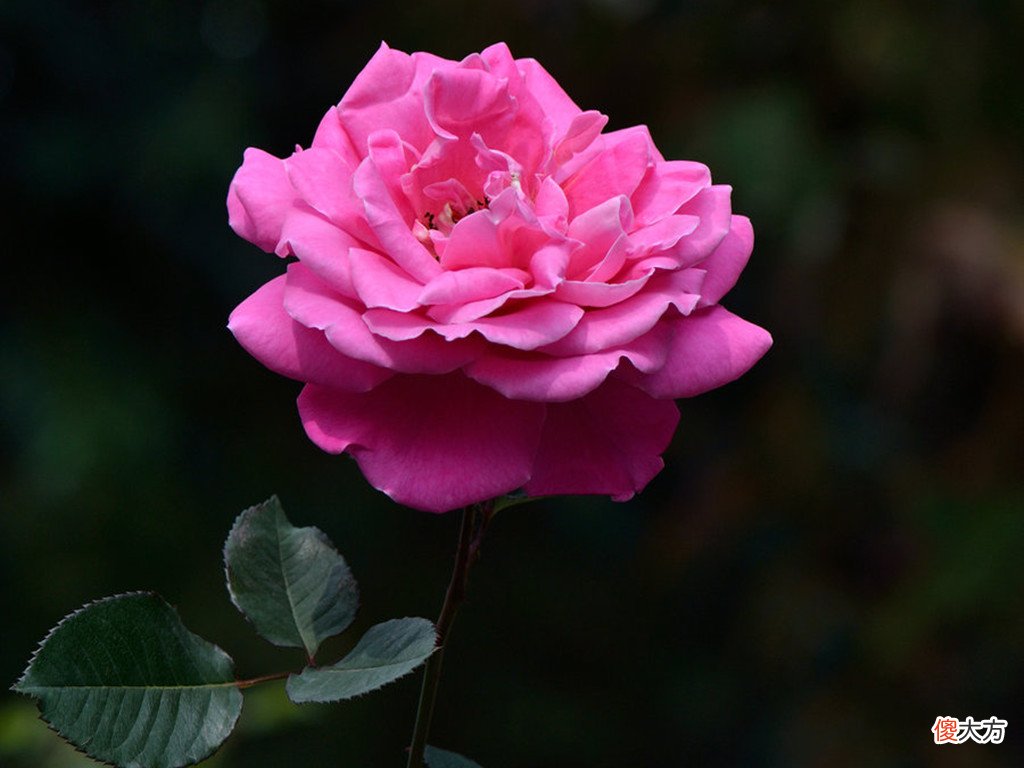 真正的玫瑰花 真正的玫瑰花有几种颜色