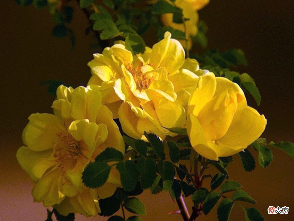 真正的玫瑰花 真正的玫瑰花有几种颜色