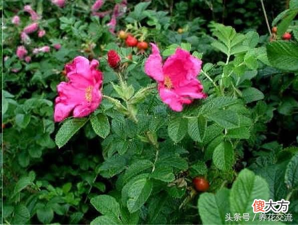 原来真正的玫瑰和月季差这么远，难怪花店没有卖