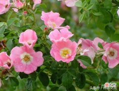 原来真正的玫瑰和月季差这么远，难怪花店没有卖