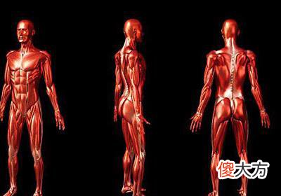 十二地支在四柱中代表的人体器官信息定位