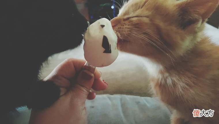 猫可以吃冰淇淋吗 猫咪可以吃冰淇淋吗