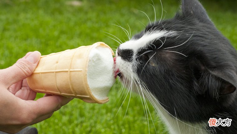 猫可以吃冰淇淋吗 猫咪可以吃冰淇淋吗
