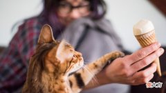 猫可以吃冰淇淋吗 猫咪可以吃冰淇淋吗
