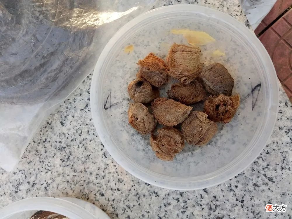 桑树上的一种虫卵，过去农村孩子尿床就用它烤火吃，如今极为珍贵，600元/斤
