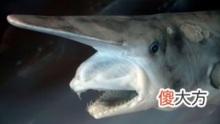 20条最奇怪的鲨鱼 最奇怪的鲨鱼是哪种鲨鱼