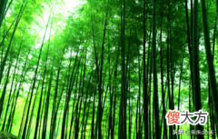 竹纤维是什么面料 有机竹纤维是什么面料