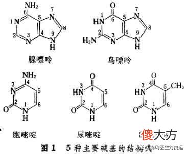 痛风发生的物质基础是嘌呤代谢产生尿酸 引起痛风的尿酸是什么核苷酸代谢的产物
