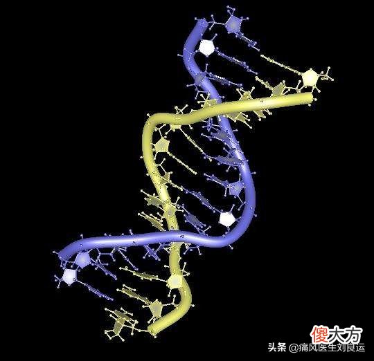 痛风发生的物质基础是嘌呤代谢产生尿酸 引起痛风的尿酸是什么核苷酸代谢的产物