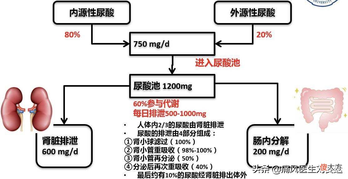 痛风发生的物质基础是嘌呤代谢产生尿酸 引起痛风的尿酸是什么核苷酸代谢的产物