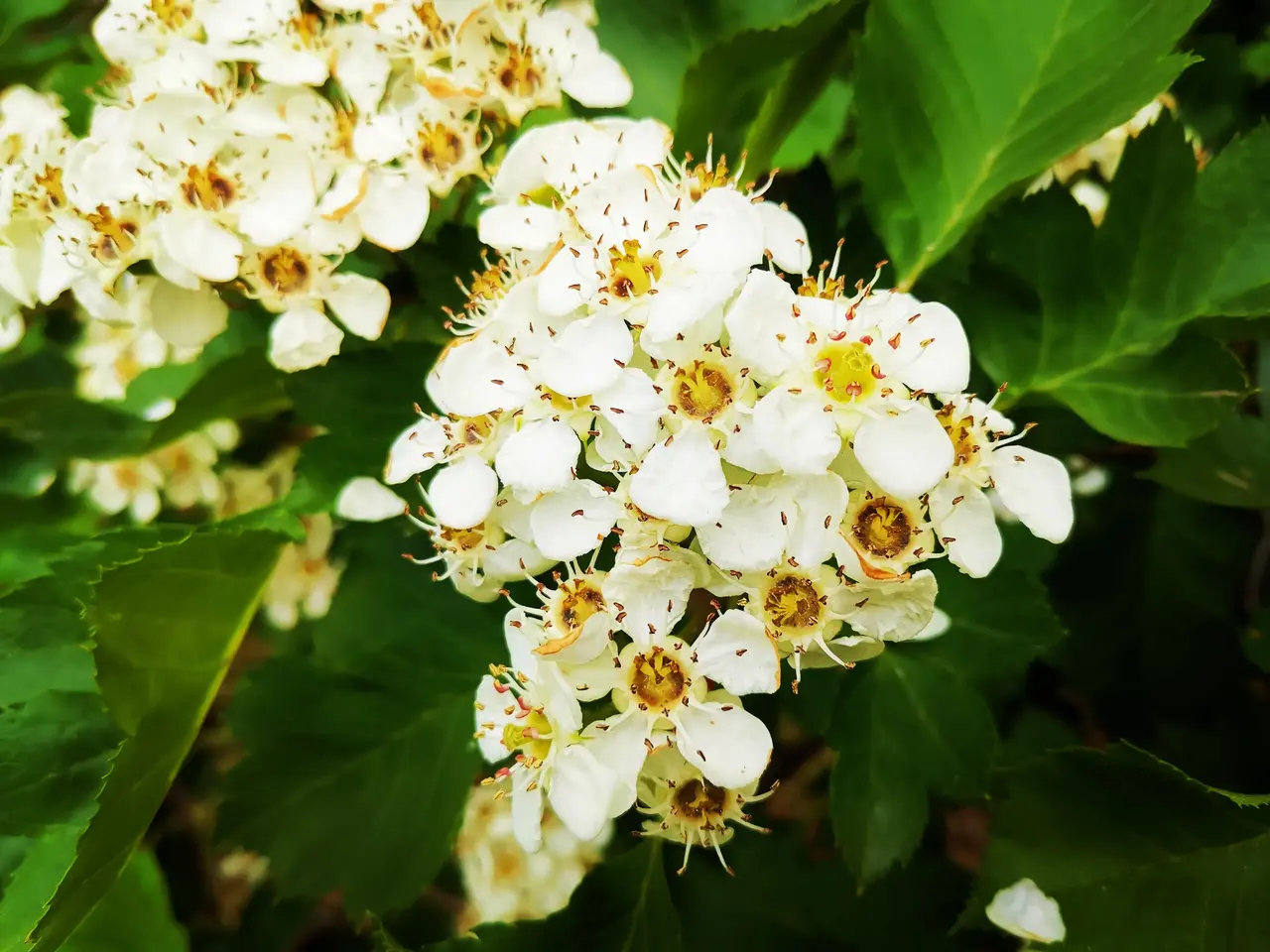 舞蹈老师的山楂花