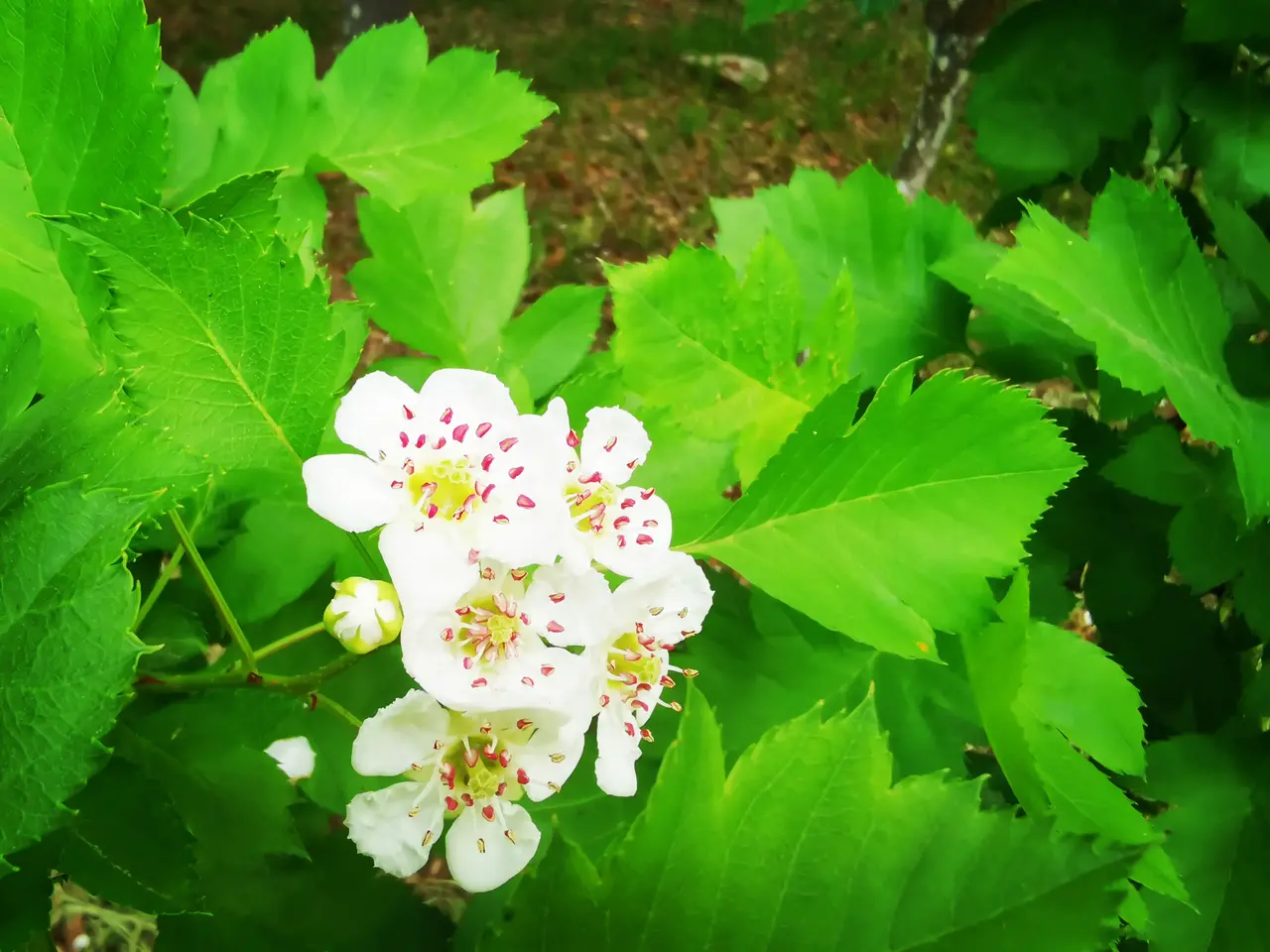 舞蹈老师的山楂花