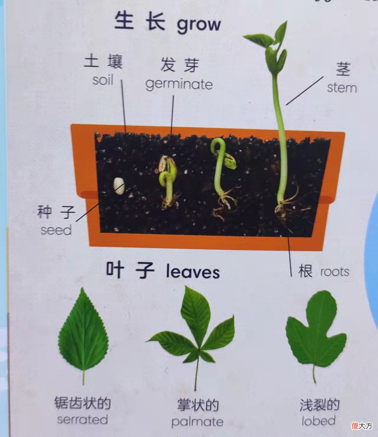 孩子英语启蒙怎么选 孩子英语应该如何启蒙