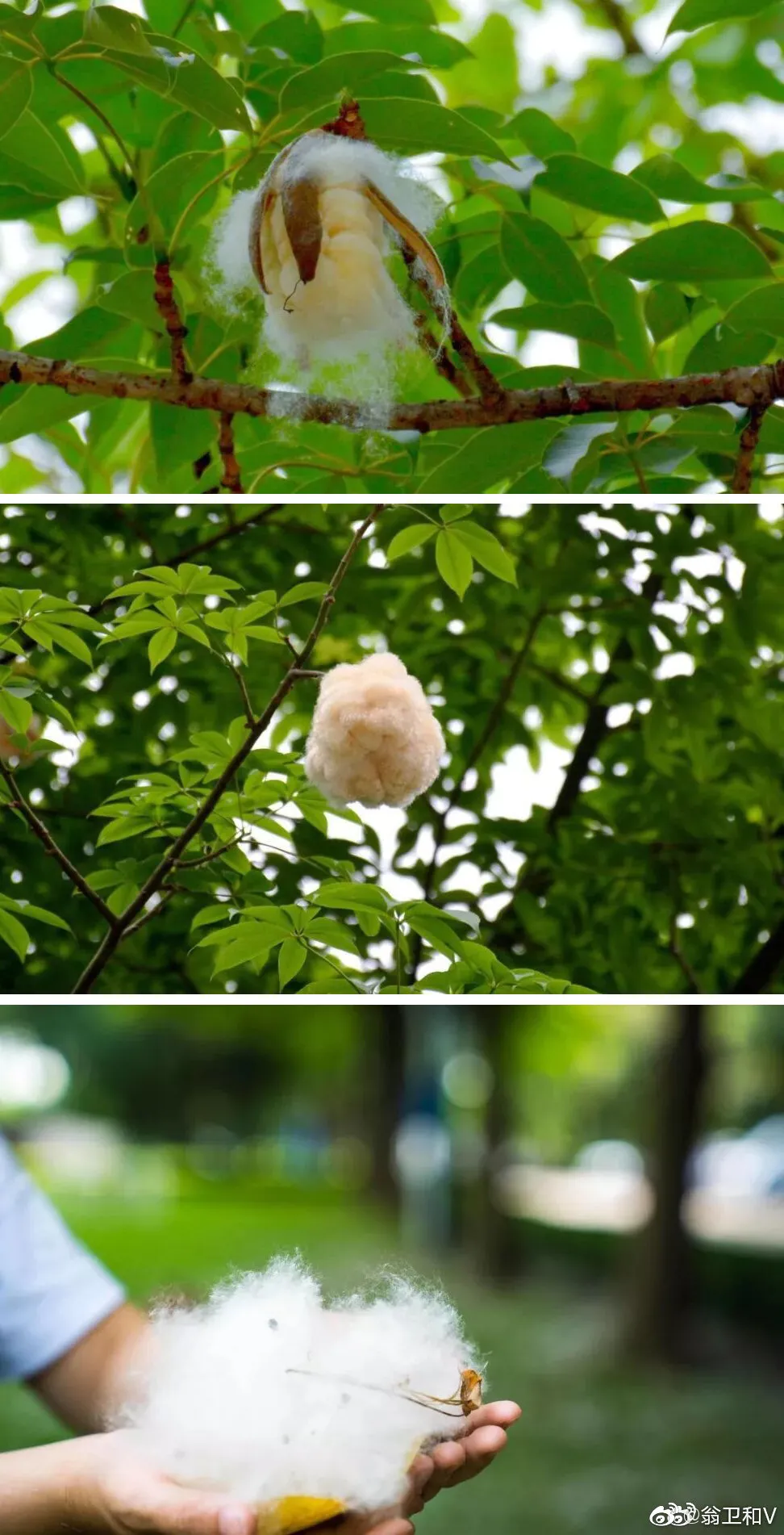 考古三星堆蜀定天下，从丰衣足食里找蜀