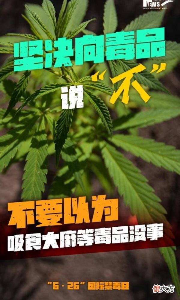 【游戏迷】国际禁毒日｜坚决向毒品说“不”这几句忠告牢记在心