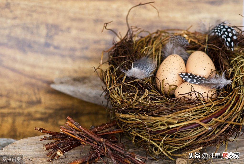 生殖方式为卵生的鸟类 鸟类产卵的生殖方式