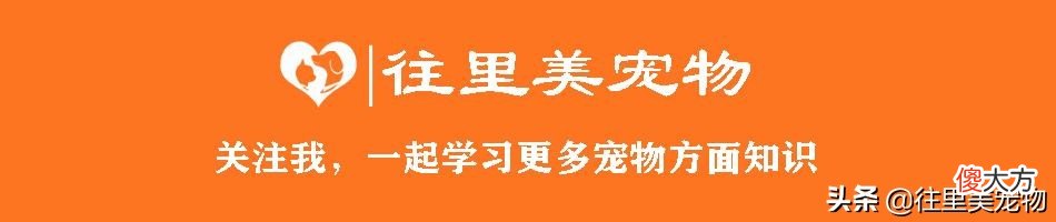 生殖方式为卵生的鸟类 鸟类产卵的生殖方式