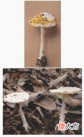 颜色鲜艳的蘑菇有毒 颜色鲜艳的蘑菇有毒这种说法是