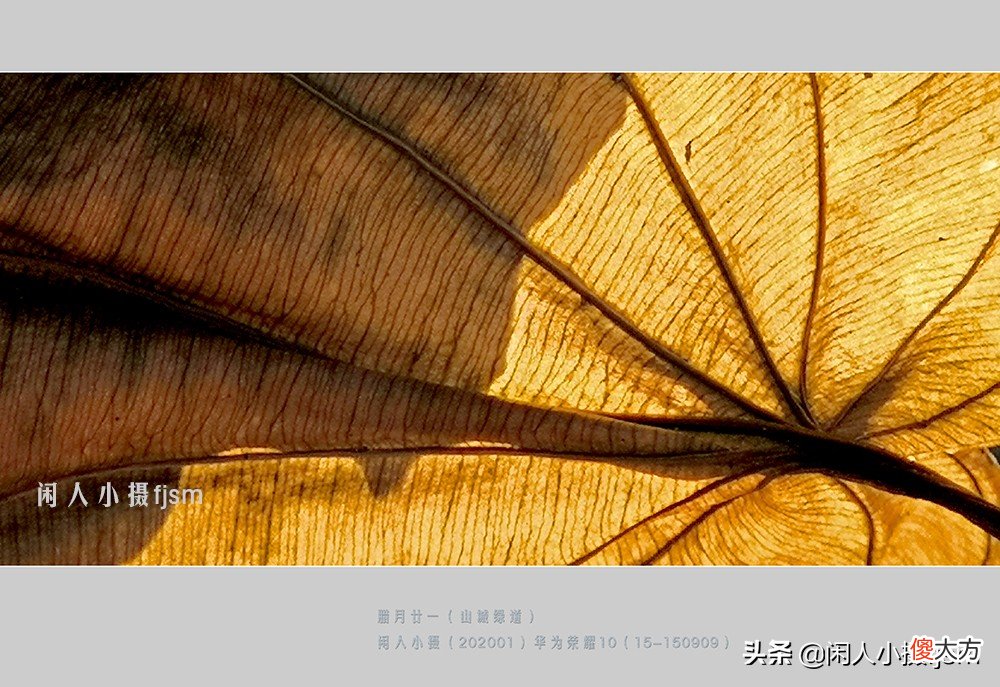 手机花卉摄影 手机花卉摄影作品
