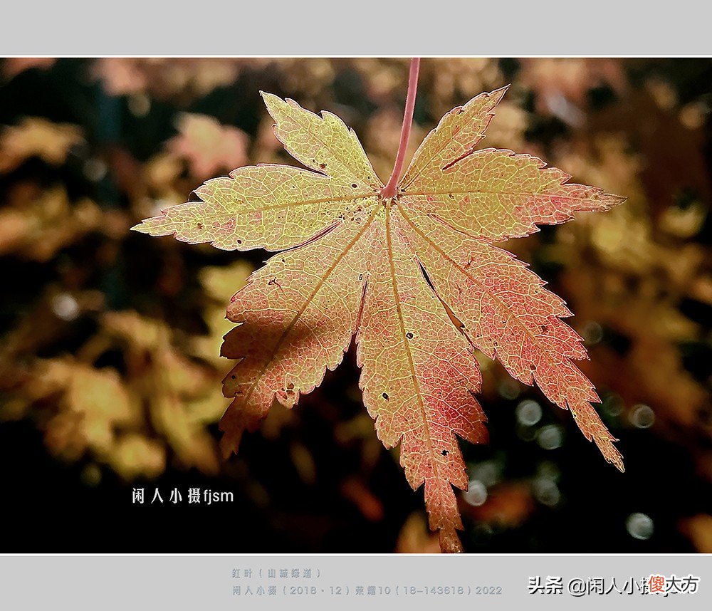 手机花卉摄影 手机花卉摄影作品