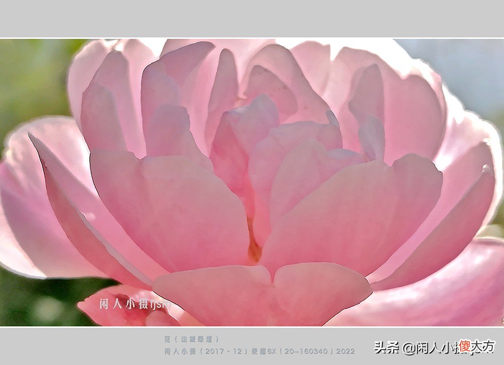 手机花卉摄影 手机花卉摄影作品