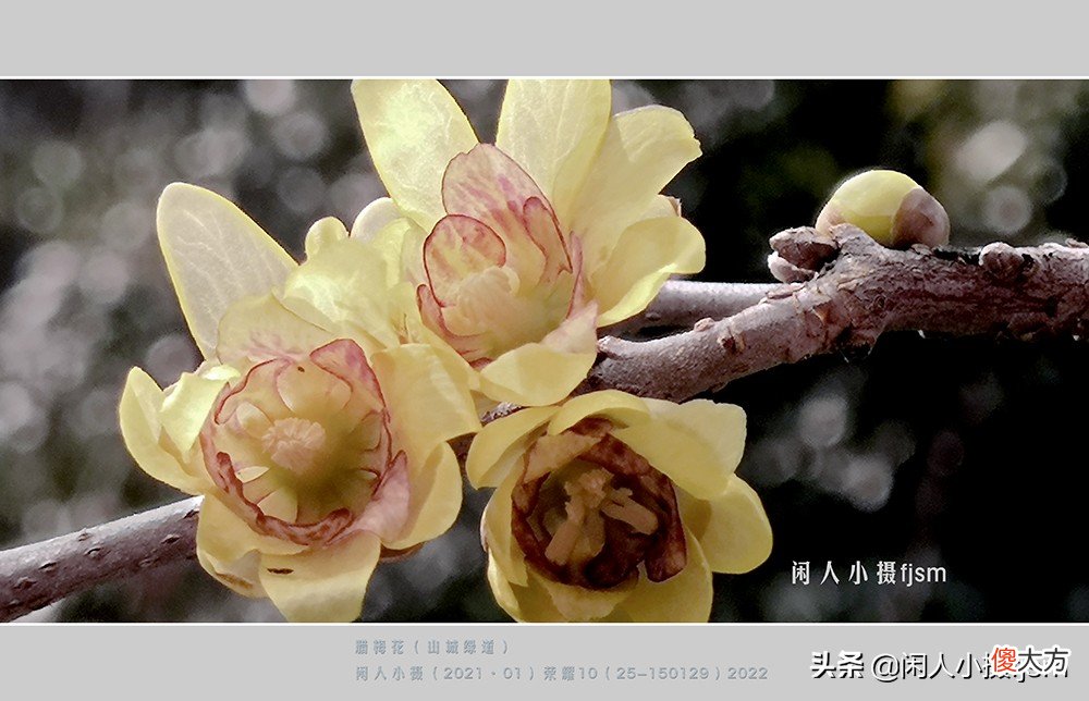 手机花卉摄影 手机花卉摄影作品
