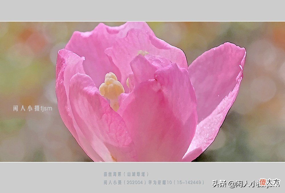 手机花卉摄影 手机花卉摄影作品