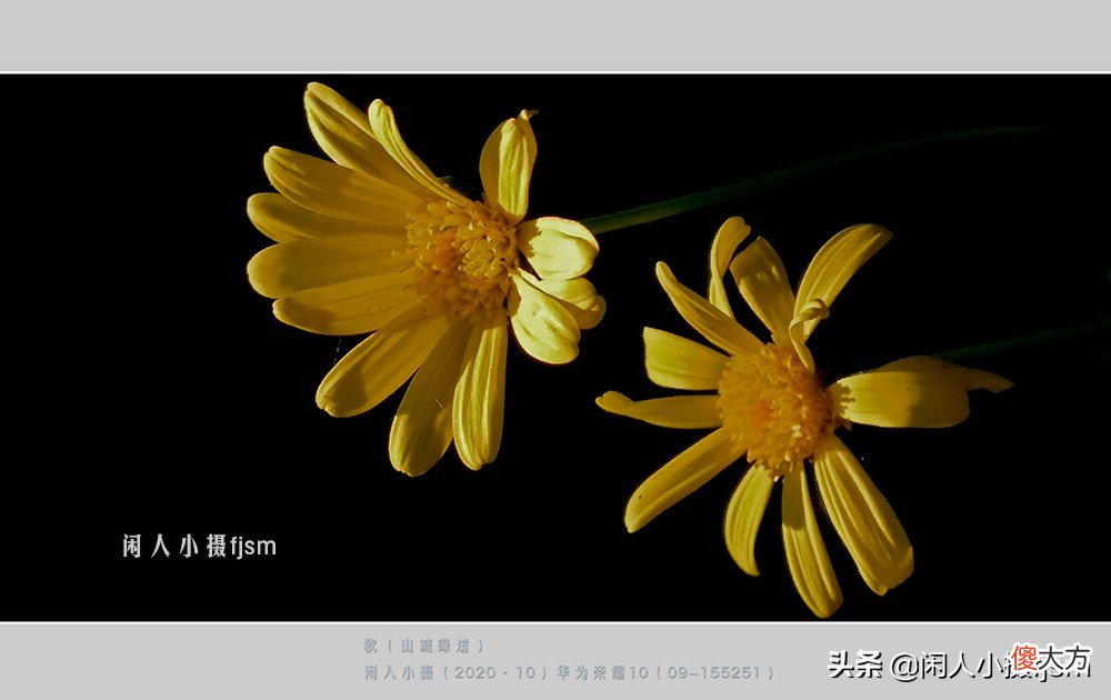手机花卉摄影 手机花卉摄影作品
