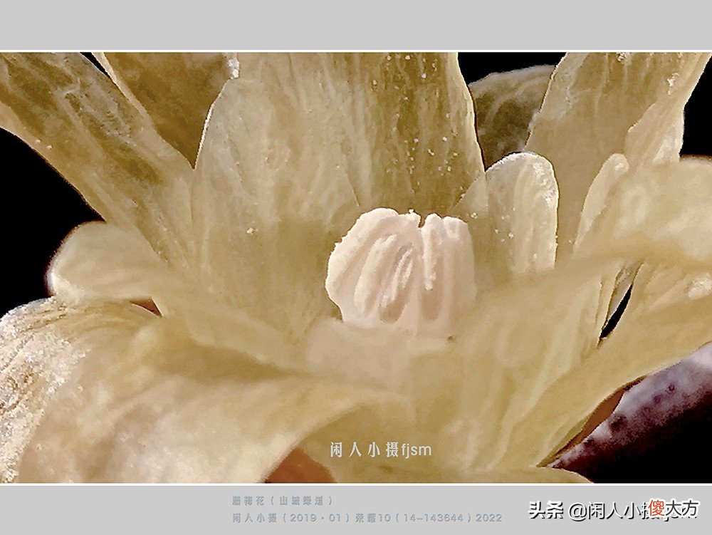 手机花卉摄影 手机花卉摄影作品
